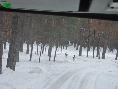 Сафарі по Київськи. Екскурсія в 