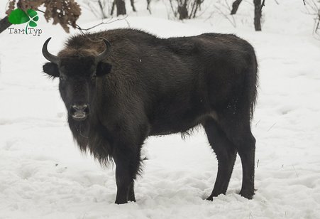 Сафарі по Київськи. Екскурсія в 