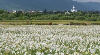 Долина нарцисів у Карпатах