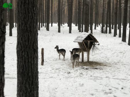 Сафари по Киевски. Экскурсия в 