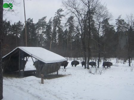 Сафарі по Київськи. Екскурсія в 