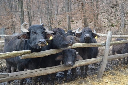 Гори та полонини Закарпаття. Виноградів, Хуст та Шаян.