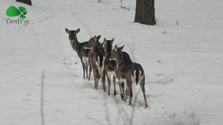 Сафари по Киевски. Экскурсия в 