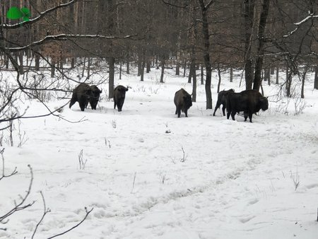 Сафари по Киевски. Экскурсия в 