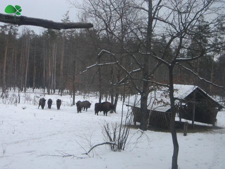 Сафарі по Київськи. Екскурсія в 