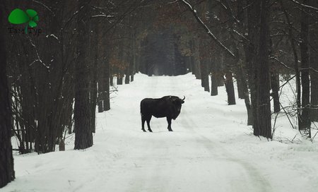 Сафари по Киевски. Экскурсия в 