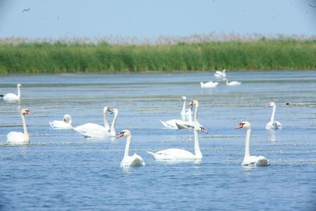 Дунайський біосферний заповідник – місце, яке мусить побачити кожен