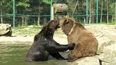 Центр реабілітації для бурих ведмедів