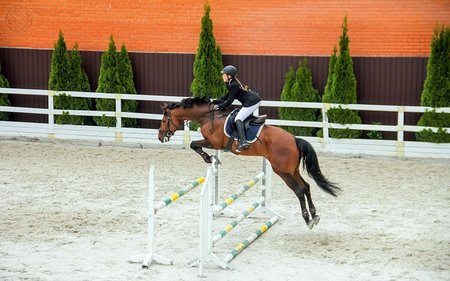 Жашківський кінний завод 